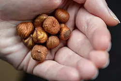 So gesund: Haseln&uuml;sse gibts nat&uuml;rlich auch im Herbst. (Archivbild) - &copy; Daniel Karmann/dpa/dpa-tmn