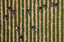 Die Erdbeerernte im Freiland ist arbeitsintensiv - © Sebastian Kahnert/dpa