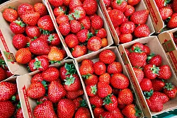 Beliebt, aber teuer: Einheimische Erdbeeren. - © Lando Hass/dpa