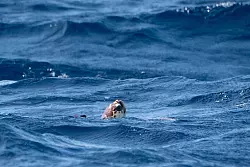 Unechte Karettschildkr&ouml;ten sind stark von der Wassertemperatur abh&auml;ngig - das k&ouml;nnte ihnen auch zum Verh&auml;ngnis werden. - &copy; Ben Birchall/Press Association/dpa