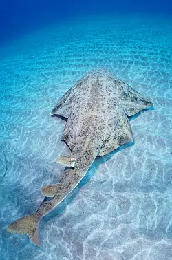 Seinen Namen verdankt der Engelhai seinen flügelartigen Brust- und Bauchflossen - und wird daher auch Meerengel genannt. - © Michael J Sealey/Eurekalert/dpa