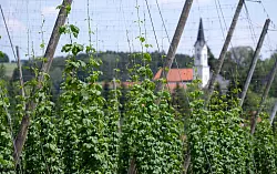 Deutschland ist das größte Anbaugebiet für Hopfen - und verzeichnete 2024 auch die größte Ernte. (Archivbild) - © Sven Hoppe/dpa