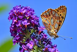Skandinavische Artverwandte dieses Kleinen Perlmuttfalters (Issoria lathonia) sind bedroht (Archivbild) - &copy; Patrick Pleul/dpa-Zentralbild/ZB
