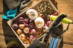 Die Blumenzwiebeln sind glatt, trocken und fest? Das ist ein gutes Zeichen. - © Christin Klose/dpa-tmn