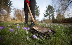Maulwurfshügel auf dem Rasen sollten je nach Größe verteilt oder eingeebnet werden. - © Florian Schuh/dpa-tmn