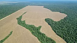 Die Landwirtschaft ist einer der Hauptgr&uuml;nde f&uuml;r Entwaldung: oft Viehzucht, hier der Anbau von Soja, das oft als Tierfutter genutzt wird. - &copy; Larissa Schwedes/dpa