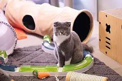 Faltohrkatzen haben oft schwere Gelenkentzündungen. - © Christophe Gateau/dpa