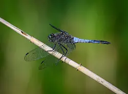 16 Prozent der Libellen und Libellenfliegen sind laut Studie vom Aussterben bedroht. (Symbolbild) - © Patrick Pleul/dpa/ZB