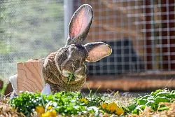 F&uuml;r das Riesenkaninchen ist der Rollator eine gro&szlig;e Hilfe. - &copy; Jason Tschepljakow/dpa