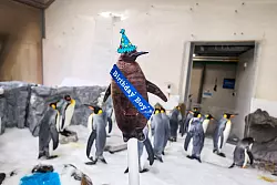 So sah Pesto als K&uuml;ken aus: Riesig, braun und fluffig. - &copy; --/Sea Life Melbourne Aquarium/dpa