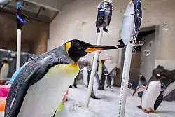 Pesto liebt Seifenblasen. Zum ersten Geburtstag durfte sich die ganze Kolonie daran erfreuen. - &copy; --/Sea Life Melbourne Aquarium/dpa