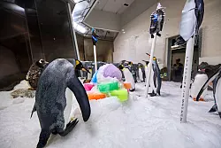 Mittlerweile tr&auml;gt Pesto Frack, wie seine Artgenossen auch. - &copy; --/Sea Life Melbourne Aquarium/dpa