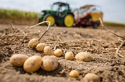Die Pflanzenkrankheit bedroht auch heimische Kartoffeln. (Archivbild) - © Christoph Schmidt/dpa