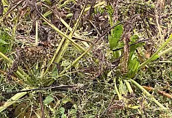 Von dem Bakterium befallene Pflanzen sorgen für große Ausfälle. (Archivbild) - © Axel Seidemann/dpa