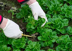 Abgehärtetes Gemüse: Feldsalat hält sich über den ganzen Winter auf dem Beet - © Patrick Pleul/dpa/dpa-tmn