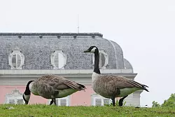 Zwei Kanadag&auml;nse gehen auf einem H&uuml;gel am Benrather Schloss vorbei. Der Himmel ist grau in grau. (Symbolbild) - &copy; Wolf von Dewitz/dpa