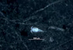 Dieser Ruderfu&szlig;krebs ist etwa einen Millimeter gro&szlig;. Solche Krebse kommen auch im Trinkwassernetz ab und zu vor. - &copy; -/TZW: DVGW-Technologiezentrum Wasser/dpa