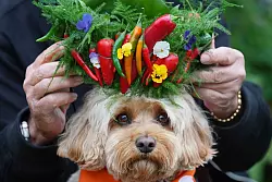 Hund Chili bekommt ein Krönchen aus Chilis aufgesetzt. - © Kirsty Wigglesworth/AP/dpa