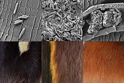 Verschieden geformte Pigmentk&ouml;rperchen (oben) stehen im Zusammenhang verschiedenen Fellfarben (unten). - &copy; Liliana D&rsquo;Alba/-/dpa