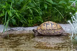 Eine Schildkröte braucht in ihrem Gehege flache Wasserstellen mit Bademöglichkeit. - © Benjamin Nolte/dpa-tmn