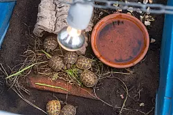 Eine Schildkröten-Haltung ohne zusätzliche Wärme- und Lichtquelle ist nicht möglich. - © Benjamin Nolte/dpa-tmn