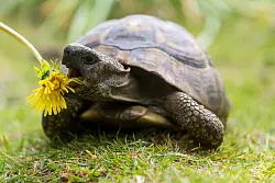 Lecker: Landschildkröten sind Vegetarier und fressen am liebsten Wildpflanzen. - © Benjamin Nolte/dpa-tmn