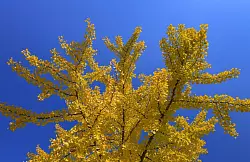 Ginkgos gehören weder zu den Laub- noch zu den Nadelbäumen. (Archivbild) - © Patrick Pleul/dpa-Zentralbild/ZB
