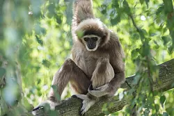 Ein Weißhandgibbon sitzt im Berliner Tierpark - © picture alliance / dpa