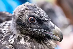 Das Bartgeierweibchen Sisi vor ihrer Auswilderung. ) - &copy; Sven Hoppe/dpa
