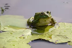 Kleine Entdeckung auf dem Wasser: Frosch im Donaudelta. - © Françoise Hauser/dpa-tmn
