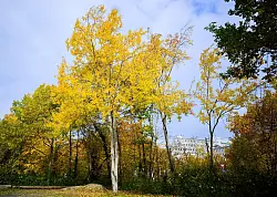 Eine Zitterpappel (Populus tremula) - auch Espe oder Aspe genannt - steht an einem Parkplatz. Die Zitterpappel ist Baum des Jahres 2026. - &copy; Julian Stratenschulte/dpa