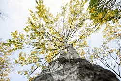 Die Zitterpappel steht f&uuml;r Widerstandskraft, Artenvielfalt sowie Erneuerung. - &copy; Julian Stratenschulte/dpa