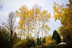 Zitterpappeln stehen an einem Parkplatz. Die Zitterpappel ist Baum des Jahres 2026. - &copy; Julian Stratenschulte/dpa