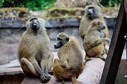 Nach Angaben des Tiergartens kommt es in der Pavian-Gruppe verst&auml;rkt zu Konflikten, bei denen sich die Tiere verletzen. - &copy; Daniel Karmann/dpa