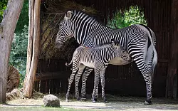 Der Leipziger Zoo schlachtete 2023 einen Zebrahengst, f&uuml;r den sich kein Platz in einem anderen Zoo fand. - &copy; Jan Woitas/dpa