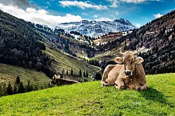 Bergidyll: Die Alp Herrendürren liegt oberhalb von Urnäsch. - © Archiv Appenzellerland Tourismus AG/dpa-tmn