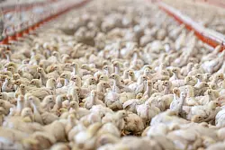 Masthähnchen erreichen ihr Schlachtgewicht von 1,5 Kilogramm in fünf Wochen. (Archivbild) - © Sina Schuldt/dpa