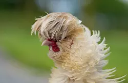 Rund 1.600 Hühnerrassen gibt es weltweit. (Archivbild) - © Marcus Brandt/dpa