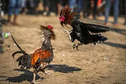 Hahnenkämpfe gab und gibt es in vielen Ländern der Welt. (Archivbild) - © Anupam Nath/AP/dpa