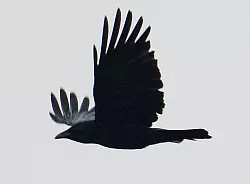 Versuche zeigten, dass Krähen rudimentär zählen können. - © picture alliance / Ingo Wagner/dpa