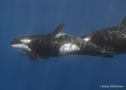 Der vordere Orca hat bereits ein St&uuml;ck des Walhais im Maul. - &copy; Kelsey Williamson./-/dpa