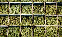 Hopfen sorgt nicht nur für die bittere Note im Bier. (Archivbild) - © Daniel Karmann/dpa