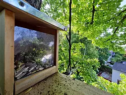 Eine Futterstelle am Ende eines dicken Taus oberhalb einer Stra&szlig;e h&auml;lt verschiedene Kerne und N&uuml;sse bereit. Sie soll Eichh&ouml;rnchen Geschmack auf eine neue &Uuml;berquerungshilfe machen. - &copy; Pia Bayer/dpa