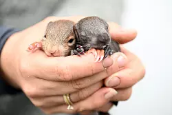 Zwei wenige Tage alte Eichh&ouml;rnchen-Babys. - &copy; Pia Bayer/dpa