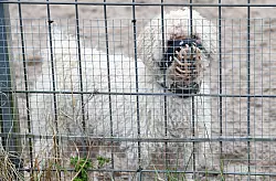 In den Tierheimen sitzen immer mehr nur schwer vermittelbare Hunde. (Archivbild) - &copy; Carsten Rehder/dpa