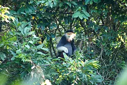 Rotschenklige Kleideraffen gelten als eine der sch&ouml;nsten Primatenarten &uuml;berhaupt. (Archivbild) - &copy; Carola Frentzen/dpa