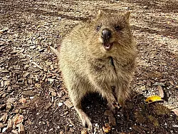 Die Tiere aus der Familie der K&auml;ngurus h&uuml;pfen auf Rottnest Island &uuml;berall herum. - &copy; Carola Frentzen/dpa