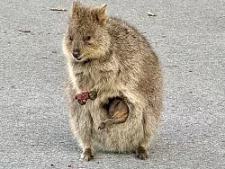 Gerade sind die Jungtiere geboren und lugen aus dem Beutel der Mutter hervor. - &copy; Carola Frentzen/dpa