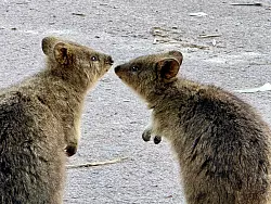 Quokkas sind gesellige Tiere und leben oft in Familiengruppen. - &copy; Carola Frentzen/dpa