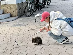 Ein Quokka-Selfie ist hei&szlig; begehrt, aber Touristen sollten dabei den n&ouml;tigen Abstand halten. - &copy; Carola Frentzen/dpa